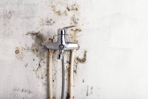 Best White Mold Remediation in Boonton, NJ