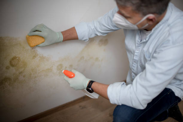 Trusted Boonton, NJ Mold Remediation Experts