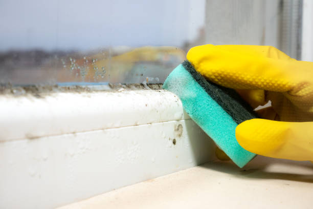 Best Residential Mold Remediation in Boonton, NJ