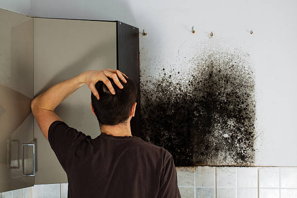 Best Residential Mold Remediation in Boonton, NJ